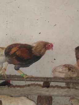 Araucana kohut