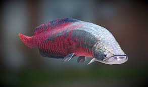 arapaima gigas +gary