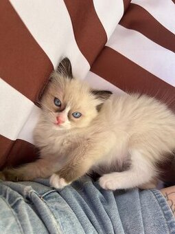Ragdoll