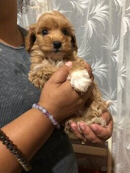 Toy maltipoo