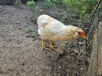 Kohut Araucana