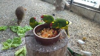 Kakariki