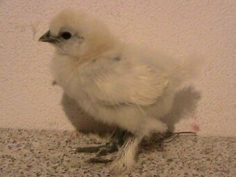 Predám kuriatka hodvábničky