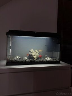 Akvárium s rybami