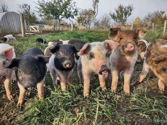 Odstavčatá na predaj