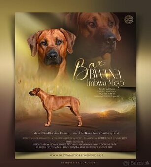 Chovatelská stanice Imbwa Moyo nabízí krycího psa :-)