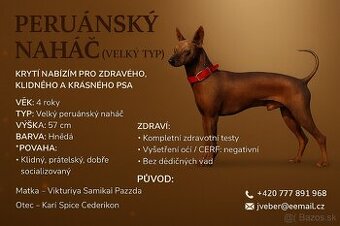 Peruánský naháč- krytí psem