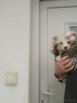 Malinký kríženec maltezak pomoranian