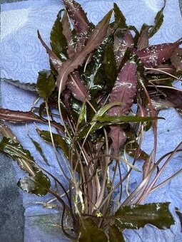 Vymením rastliny do akvaria