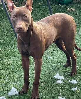 Predám 6 mesačného staforda