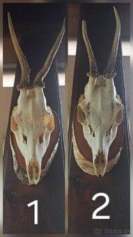 Polovnícké trofeje