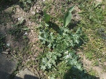 Predám plantu pestrrc mariansky