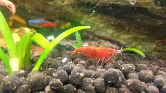 Krevety Red Cherry