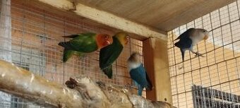 Agapornis