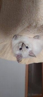 Ragdoll