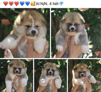 Akita inu - šteniatka s rodokmeňom