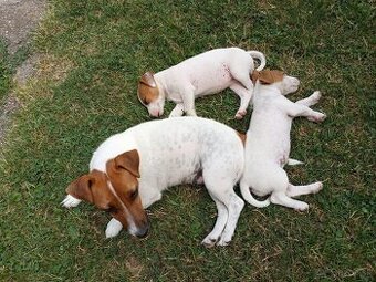Jack russel teriér - 1