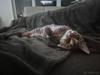 Darujem mačiatko Bratislava a okolie. Očkované, odčervene