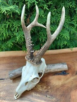 Trofej.parožie.parohy.zhody