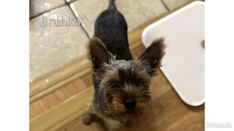 Baricsfarma ponúka na predaj yorkshirských teriérov