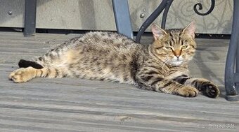 Darujem maciatko / maciatka