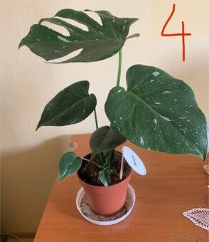 MONSTERA THAI CONSTELLATION