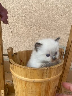 Ragdoll mačiatka bez PP