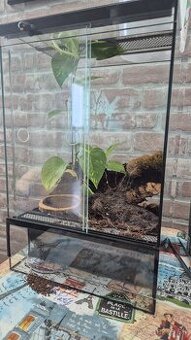 🕷️ Tarantula + terárium Predám tarantulu (samica) kľudná