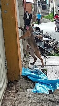 stela