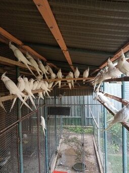 Albino - 1