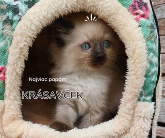 Predám ragdoll mačiatka