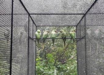 Alexander velky pár