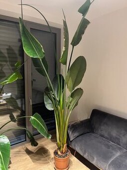 Predám veľkú Strelitziu Nicolai – výška cca 280–300 cm.