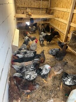 Predám kohútov - 1