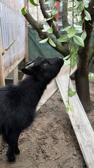 Kamerunská kozička - 1