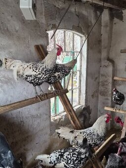 Kohúty Hamburčanka a Rodajlendka