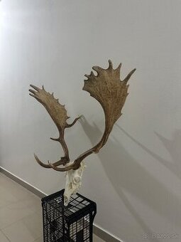 Danielia trofej , trofeje ,parožie ,parohy,Daniel