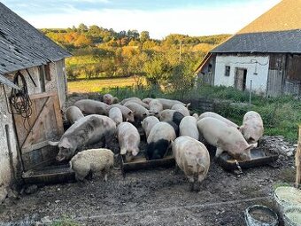 Predáme jatocne osipane