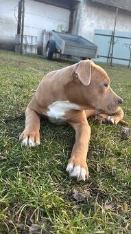 Americký stafordsirsky terier, Stafford, amstaf