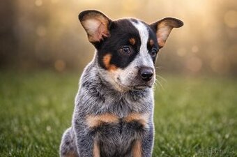 Austrálsky dobytkársky pes šteniatka v máji k odberu