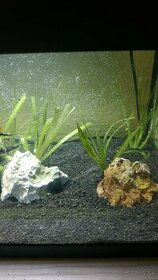 Vallisneria akvarijna rastlinka - 1
