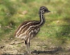 Emu hnedý