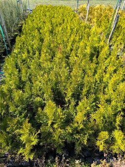 Tuja smaragd 60 -70 cm 1.20€