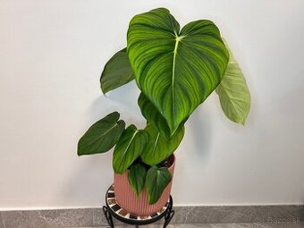 Philodendron pastazanum