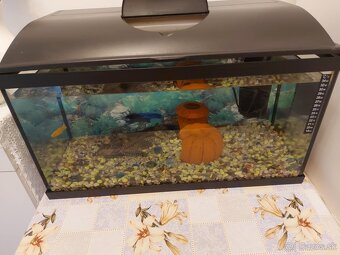 Predám aquarium s rybyckami