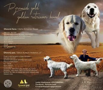 GOLDEN RETRIEVER - k rezervaci