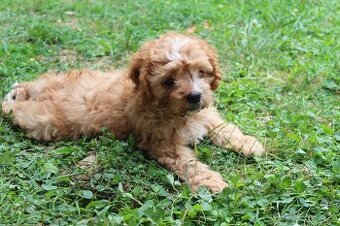 Cavapoo