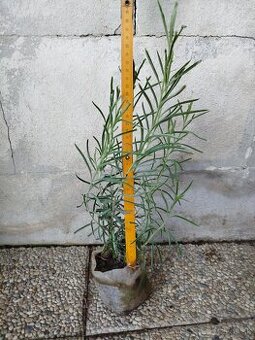 Levanduľa lekárska