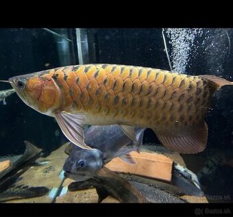 Scleropages formosus/azijská arowana