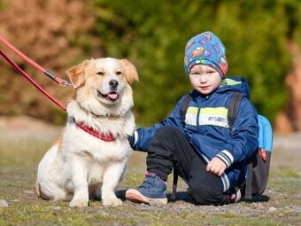Darujem malého chlpatého rodinného psíka Jupíka